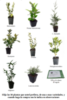 Oferta 50 plantas de seto (5)